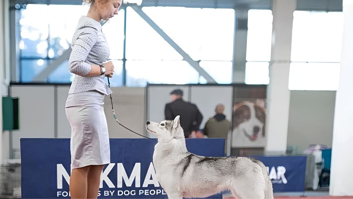 Éducation canine