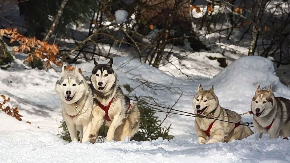 Mushing