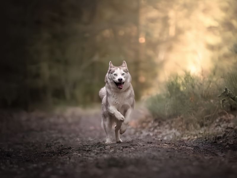 Mia, Husky sibérien