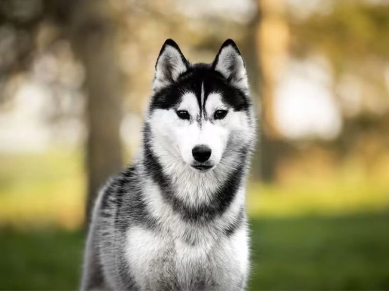 Victory, Husky sibérien