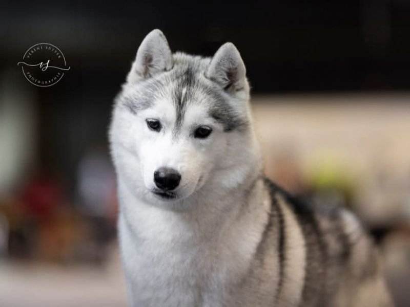 Wapi, Husky sibérien