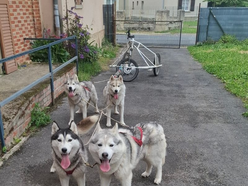 Cani-kart