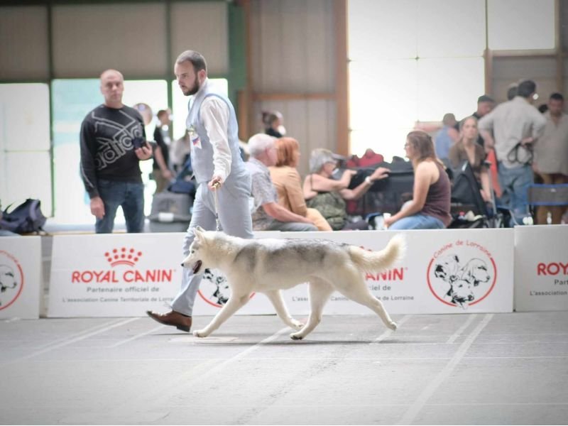 Quentin et Wapi à la Crufts